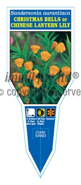 Picture of BULB SANDERSONIA AURANTIACA CHRISTMAS BELLS                                                                                                           