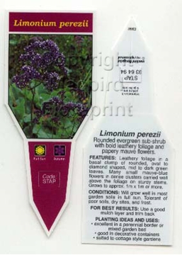 Picture of LIMONIUM PEREZII                                                                                                                                      