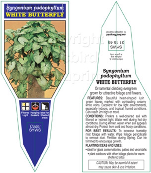 Picture of HOUSEPLANT SYNGONIUM PODOPHYLLUM WHITE BUTTERFLY                                                                                                      