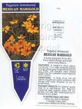 Picture of TAGETES LEMMONII MEXICAN MARIGOLD                                                                                                                     