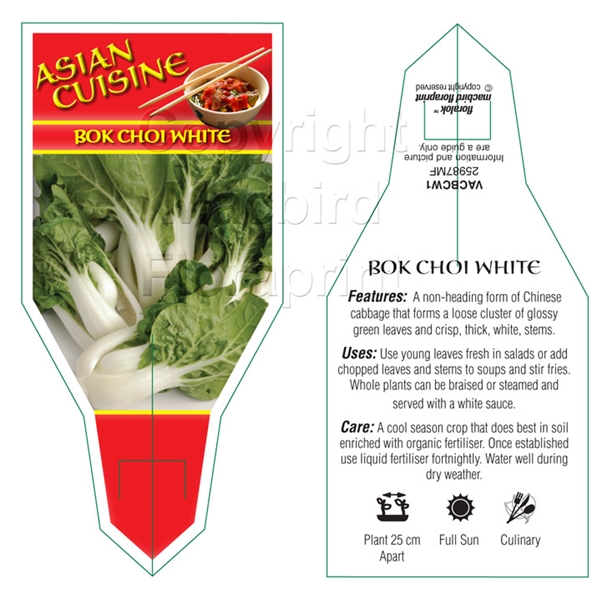 Picture of VEGETABLE BOK CHOI WHITE (Brassica chinensis)                                                                                                         