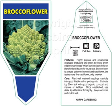 Picture of VEGETABLE BROCCOFLOWER (Brassica botrytis Romanesco)                                                                                                  