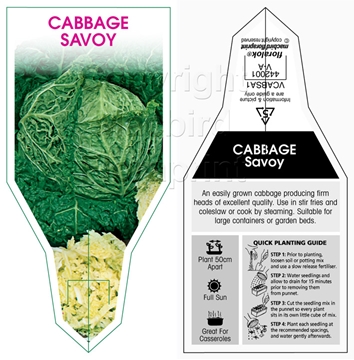 Picture of VEGETABLE CABBAGE SAVOY                                                                                                                               