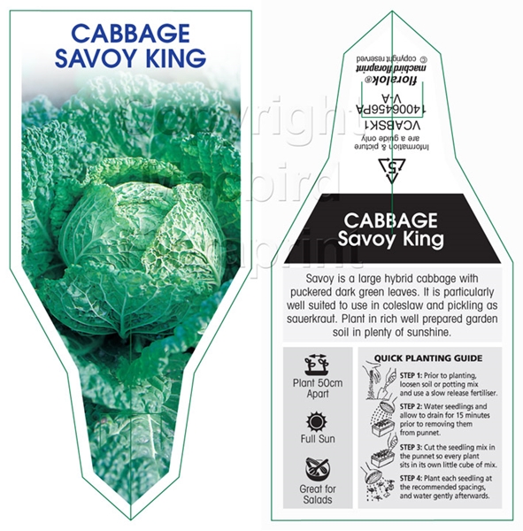 Picture of VEGETABLE CABBAGE SAVOY KING                                                                                                                          