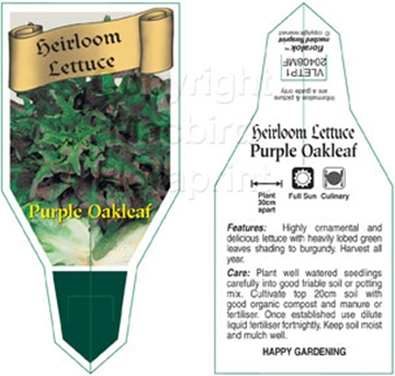 Picture of VEGETABLE LETTUCE HEIRLOOM PURPLE OAKLEAF (Lactuca sativa)                                                                                            