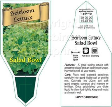 Picture of VEGETABLE LETTUCE HEIRLOOM SALAD BOWL (Lactuca sativa)                                                                                                