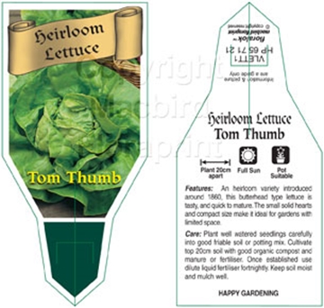 Picture of VEGETABLE LETTUCE HEIRLOOM TOM THUMB (Lactuca sativa)                                                                                                 