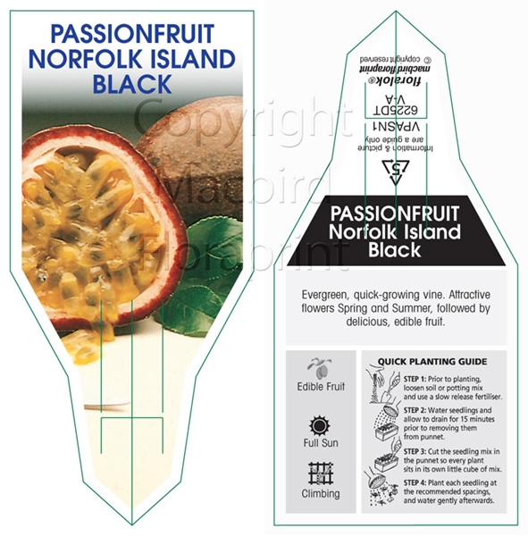 Picture of FRUIT PASSIONFRUIT NORFOLK ISLAND BLACK                                                                                                               