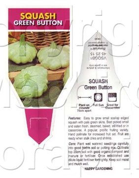 Picture of VEGETABLE SQUASH GREEN BUTTON (Cucurbita pepo)                                                                                                        