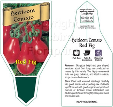 Picture of VEGETABLE TOMATO HEIRLOOM RED FIG (Lycopersicon esculentum)                                                                                           