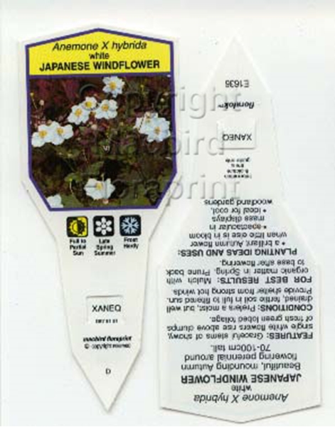 Picture of ANEMONE HYBRIDA WHITE JAPANESE WINDFLOWER                                                                                                             
