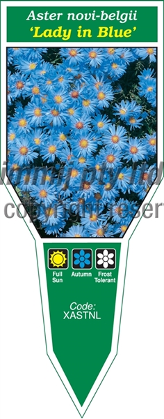 Picture of ANNUAL ASTER NOVI-BELGII LADY IN BLUE                                                                                                                 
