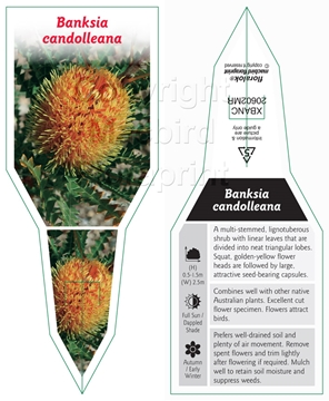 Picture of BANKSIA CANDOLLEANA                                                                                                                                   