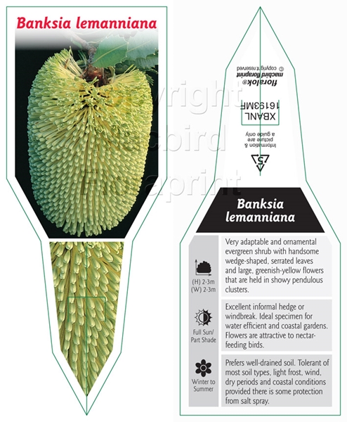 Picture of BANKSIA LEMANNIANA                                                                                                                                    