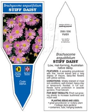 Picture of BRACHYSCOME ANGUSTIFOLIUM STIFF DAISY                                                                                                                 