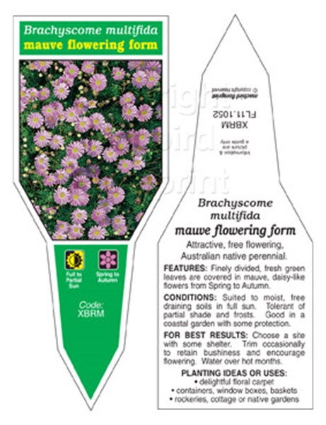 Picture of BRACHYSCOME MULTIFIDA MAUVE FLOWERING FORM                                                                                                            