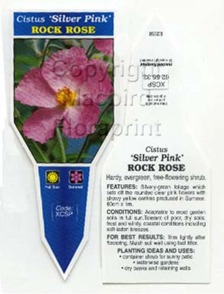 Picture of CISTUS SILVER PINK ROCK ROSE                                                                                                                          