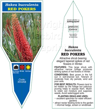 Picture of HAKEA BUCCULENTA RED POKERS                                                                                                                           