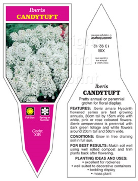 Picture of IBERIS CANDYTUFT                                                                                                                                      