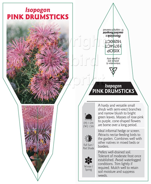 Picture of ISOPOGON PINK DRUMSTICKS                                                                                                                              