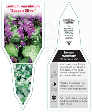 Picture of HOUSEPLANT LAMIUM MACULATUM BEACON SILVER                                                                                                             