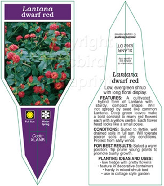 Picture of LANTANA DWARF RED                                                                                                                                     