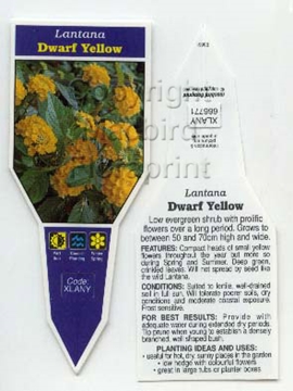 Picture of LANTANA DWARF YELLOW                                                                                                                                  