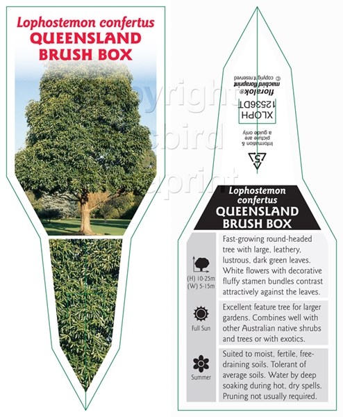 Picture of LOPHOSTEMON CONFERTUS QUEENSLAND BRUSH BOX                                                                                                            