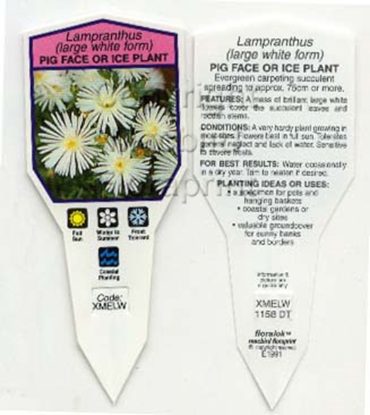 Picture of SUCCULENT LAMPRANTHUS LARGE WHITE                                                                                                                     