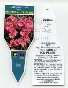 Picture of SUCCULENT LAMPRANTHUS PINK PIG FACE OR ICE PLANT                                                                                                      