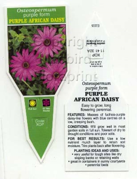 Picture of OSTEOSPERMUM PURPLE FORM AFRICAN DAISY                                                                                                                
