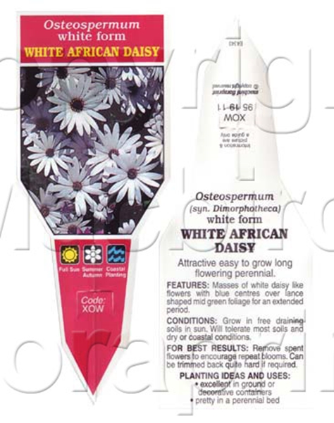 Picture of OSTEOSPERMUM WHITE AFRICAN DAISY                                                                                                                      