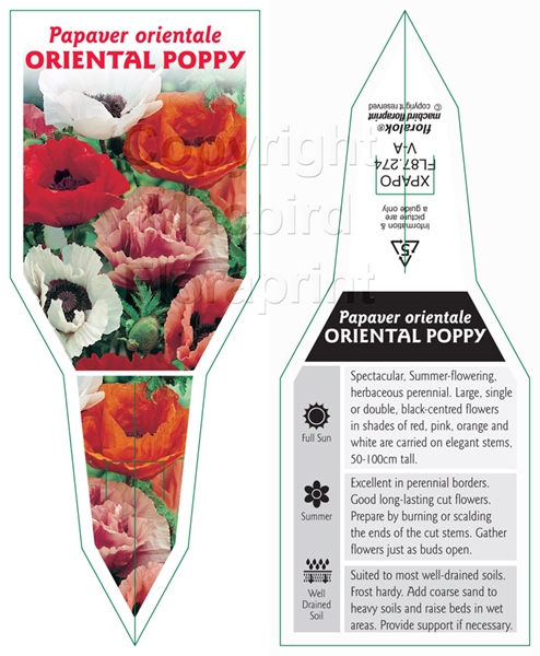 Picture of PAPAVER ORIENTALE ORIENTAL POPPY                                                                                                                      