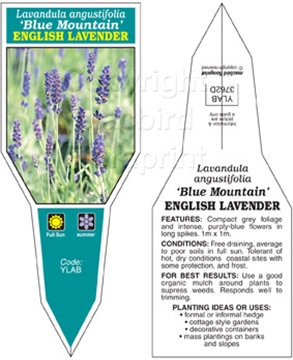 Picture of LAVANDULA ANGUSTIFOLIA BLUE MOUNTAIN LAVENDER                                                                                                         