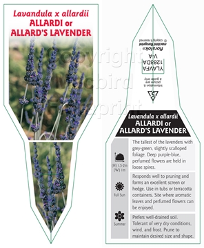 Picture of LAVANDULA ALLARDII                                                                                                                                    