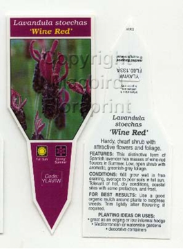 Picture of LAVANDULA STOECHAS WINE RED LAVENDER                                                                                                                  