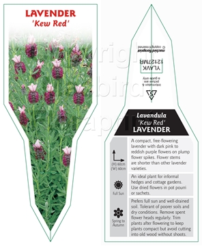 Picture of LAVANDULA KEW RED LAVENDER                                                                                                                            