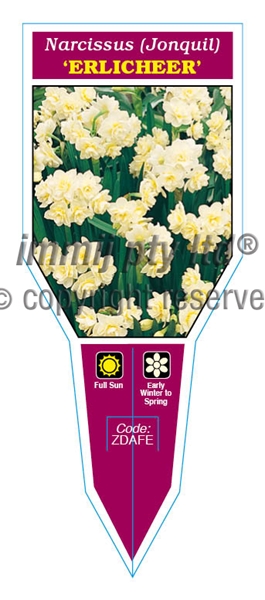 Picture of BULB JONQUIL ERLICHEER                                                                                                                                