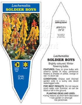 Picture of BULB LACHENALIA SOLDIER BOYS                                                                                                                          