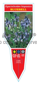 Picture of BULB BLUEBELL HYACINTHOIDES HISPANICA                                                                                                                 