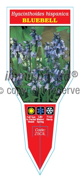 Picture of BULB BLUEBELL HYACINTHOIDES HISPANICA                                                                                                                 