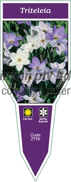 Picture of BULB TRITELEIA                                                                                                                                        