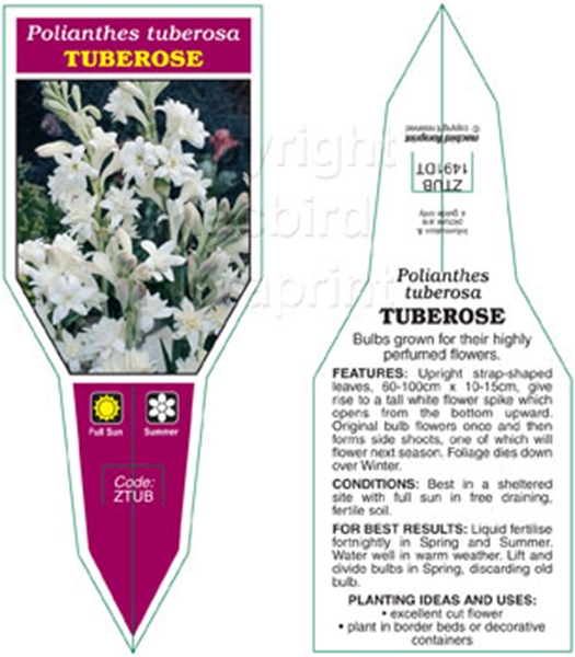 Picture of BULB TUBEROSE                                                                                                                                         