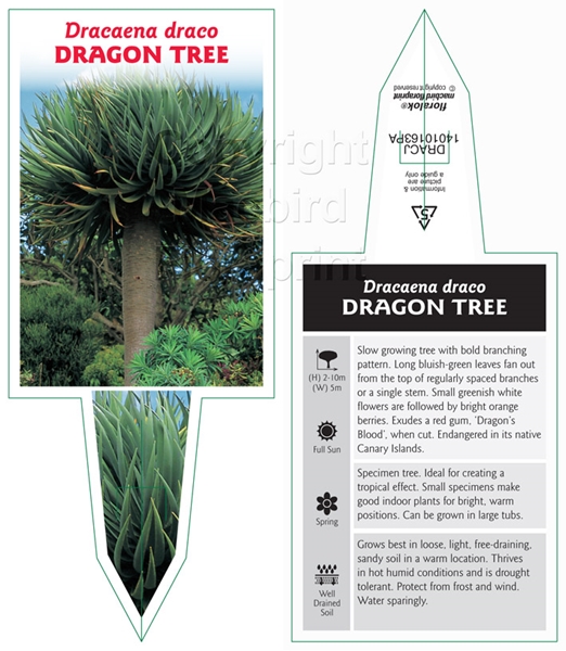 Picture of DRACAENA DRACO DRAGON TREE                                                                                                                            