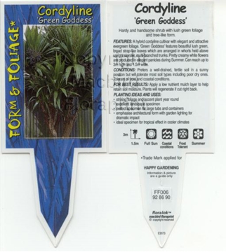 Picture of CORDYLINE GREEN GODDESS                                                                                                                               