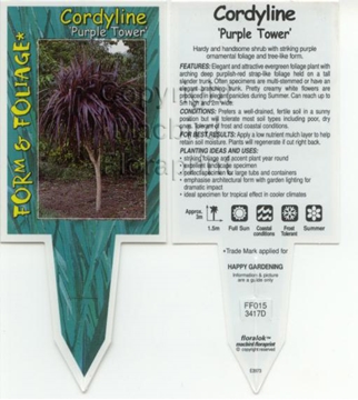 Picture of CORDYLINE PURPLE TOWER                                                                                                                                