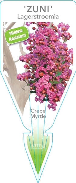 Picture of LAGERSTROEMIA ZUNI                                                                                                                                    