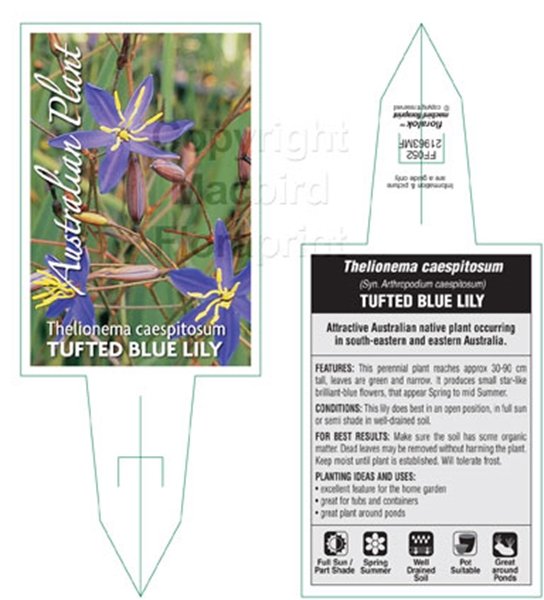 Picture of THELIONEMA CAESPITOSUM TUFTED BLUE LILY                                                                                                               