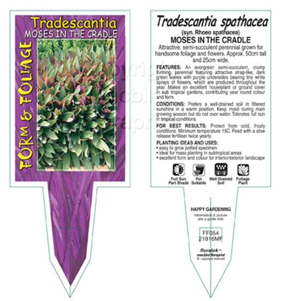 Picture of HOUSEPLANT TRADESCANTIA SPATHACEA MOSES IN THE CRADLE                                                                                                 