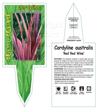 Picture of CORDYLINE AUSTRALIS RED RED WINE                                                                                                                      
